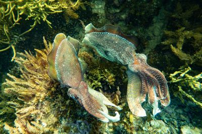 Whyalla Cuttlefish